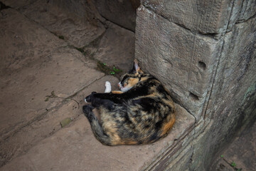 Obraz premium Travel through Cambodia at the temple complex.