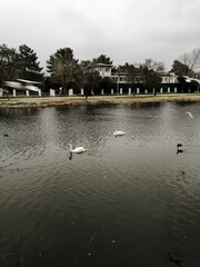 swans on the lake