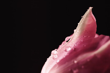 Beautiful pink flower with dew drops, floral beauty