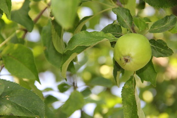 green apple on tree