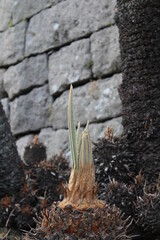 Obraz premium Japanese sago palm (Cycas revoluta / ソテツ)