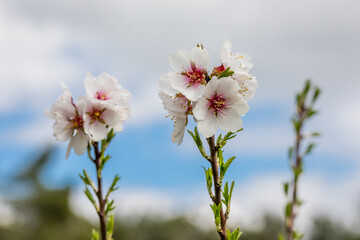 Fototapeta na wymiar almond blossom in a park in Madrid