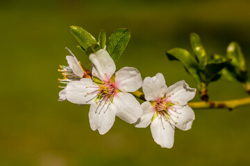 almond blossom in a park in Madrid