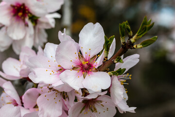 almond blossom in a park in Madrid