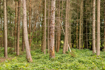 Wald vom Borkenkäfer befallen