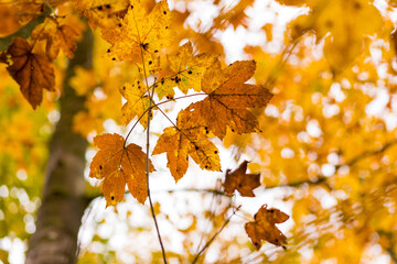 Wald im Herbst