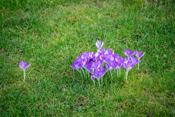 springtimes first crocuses