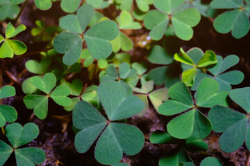 Fototapeta na wymiar Lucky Irish Four Leaf Clover in the Field for St. Patricks Day holiday symbol. with three-leaved shamrocks.