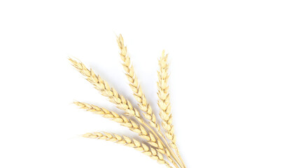 Golden wheat on a white background. Close up of ripe ears of wheat.