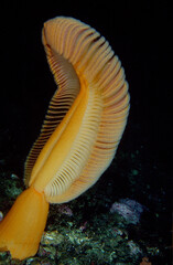 Fleshy Sea Pen on a Rock Reef Filter Feeding in the Current 