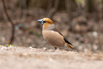 The beautiful male Hawfinch on the branch of tree