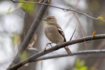 The Common chaffinch is sitting on the branch of the tree in spring