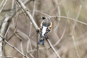 The brambling Fringilla montifringilla is sitting on the tree branch