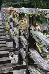 Hiking in Yakushima, Arakawa Trail / 屋久島でのハイキング, あらかわのコース 