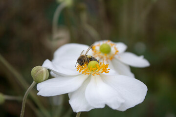 Biene auf weißer Blume