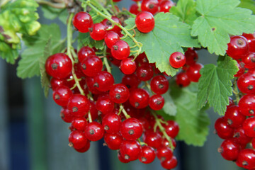 red currants on a branch