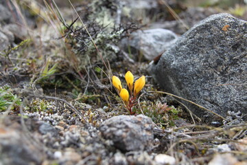 Typical Flowers of the El Cajas National Park in Ecuador