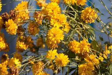 Bright yellow drying perennial flowers Golden Ball (Rudbeckia)
