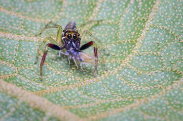 jumping spider hunting a small prey for food