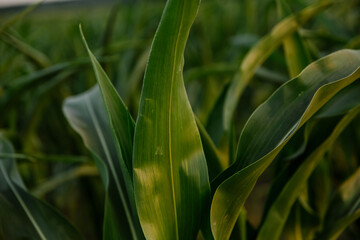 A green field of corn growing up