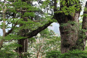 Hiking in Yakushima, Meteo Sugi / 屋久島でのハイキング, 夫婦杉