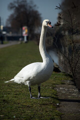 Portrait of white swan standing in border the river