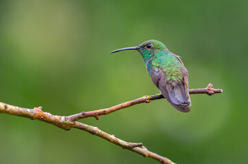 Portrait of a hummingbird from behind while looking curiously from a branch