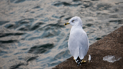 bird on pier