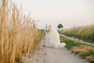 Samoyed dog running at the meadow. Nature, summer, white dog, happy fluffy dog. Dog playing