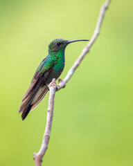 Green hummingbird perched on a vertical branch with a nice background