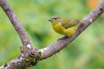 Obraz premium Thick-billed Euphonia female perched on a dry tree