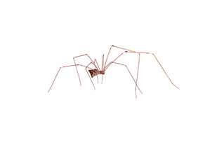 predatory spider isolated on white