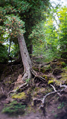 rooted tree