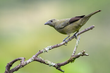 Palm tanager perched on some dry branches with a nice background
