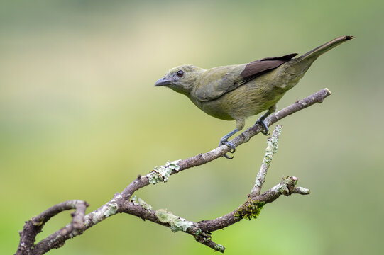 Palm tanager perched on some dry branches with a nice background