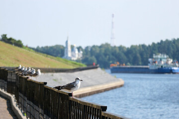 seagulls on the embankment fence with Volga river on the background