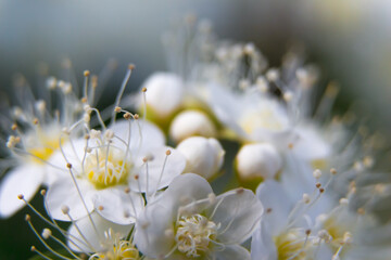 Spring blurred background with blooming white flowers.