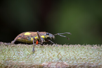 Curious little weevil crawling down a hairy branch