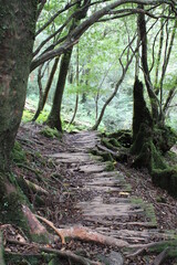 Hiking on Yakushima, Shiratani Unsui-kyo Gorge, moss forest / 屋久島でのハイキング, 白谷雲水峡