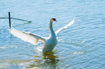 swans flying over a beautiful lake on a sunny day