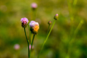 The bull thistle is a biennially growing plant and the main stem