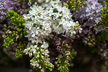 purple and white lilac bouquet close-up