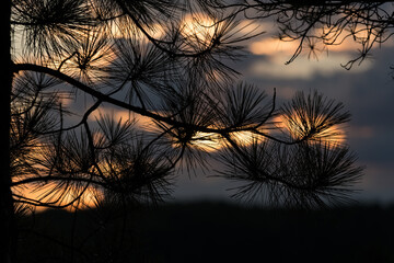 silhouette of pine branch at sunset