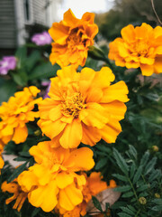 orange dahlia flower