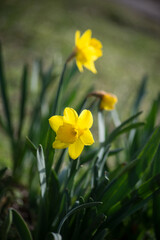 Obraz premium Closeup of yellow daffodils flowers in a public garden