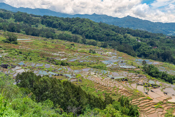 Rice terraces carved into steep mountainsides in Tana Toraja, centrally placed in the island of Sulawesi. The Torajan economy was based on agriculture, with cultivated wet rice, cassava and maize crop