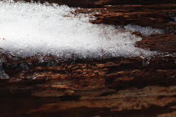 Melting snow on an old tree in the forest.