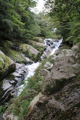 Fototapeta na wymiar Hiking on Yakushima, Shiratani Unsui-kyo Gorge, moss forest / 屋久島でのハイキング, 白谷雲水峡