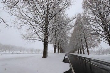 雪景色のメタセコイア並木