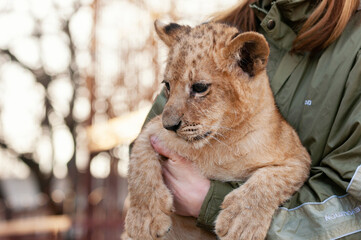 Cute little lion cub at the zoo. Beautiful fluffy little lion cub hands